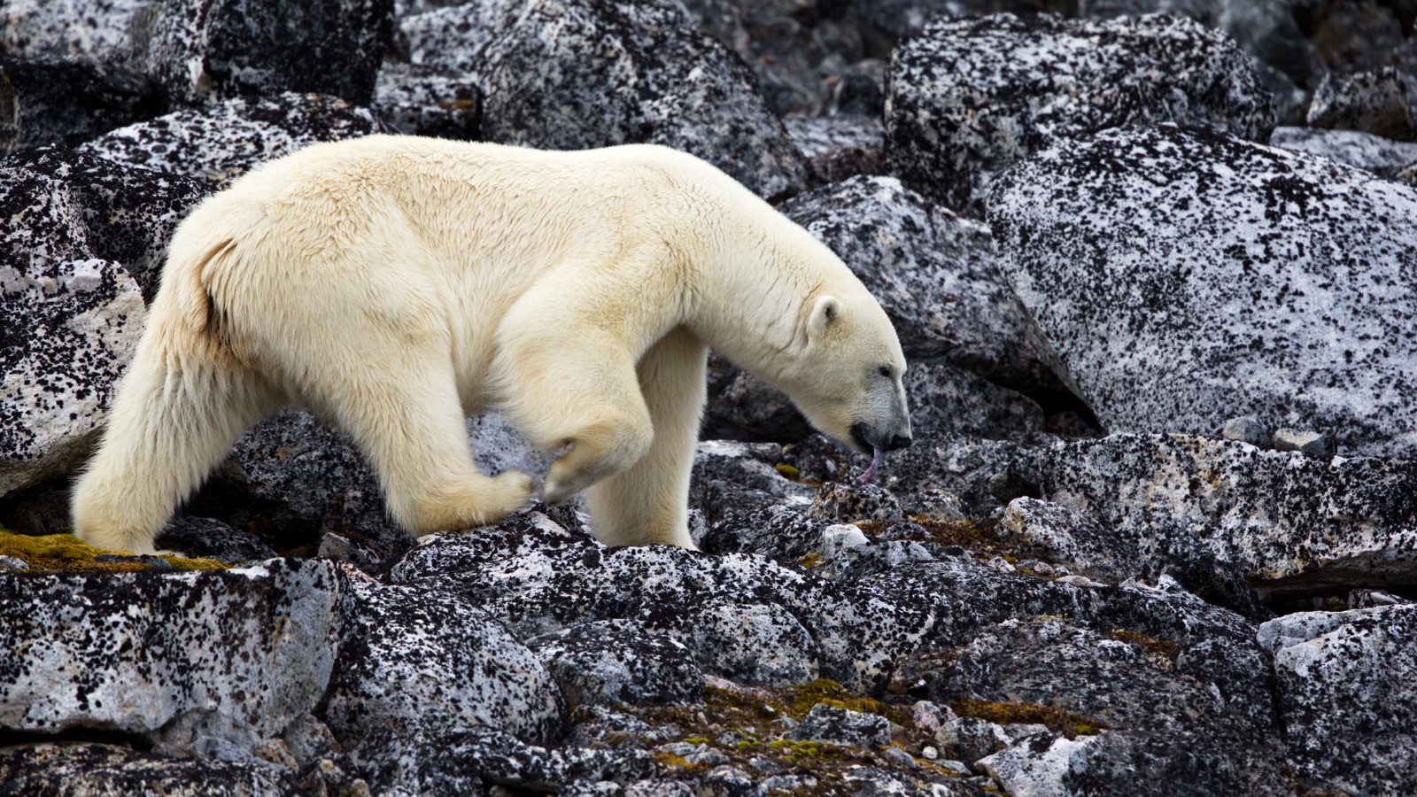80° Nord: Isole Svalbard
